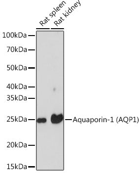 Aquaporin-1 (AQP1) Rabbit mAb