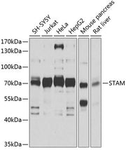 STAM Rabbit pAb