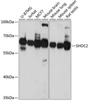 SHOC2 Rabbit pAb