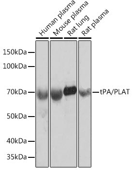 tPA/PLAT Rabbit mAb