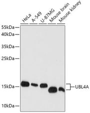 UBL4A Rabbit pAb