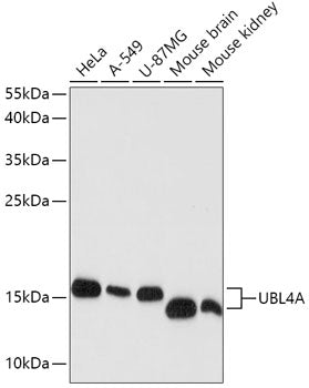 UBL4A Rabbit pAb