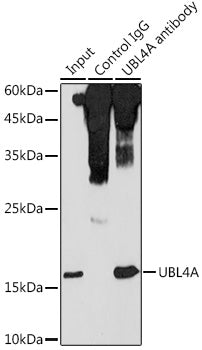 UBL4A Rabbit pAb