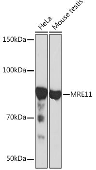 MRE11 Rabbit mAb