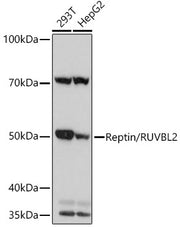 Reptin/RUVBL2 Rabbit mAb
