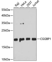 CGGBP1 Rabbit pAb