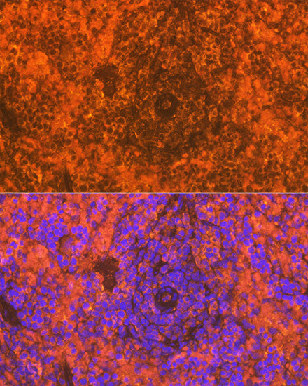 CD83 Rabbit mAb