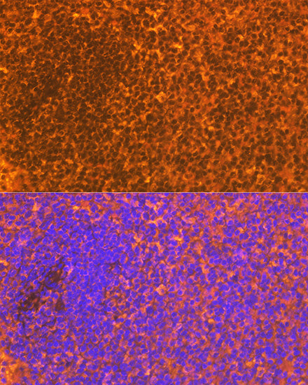 CD83 Rabbit mAb