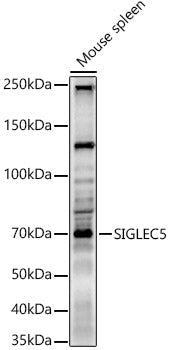 SIGLEC5 Rabbit pAb