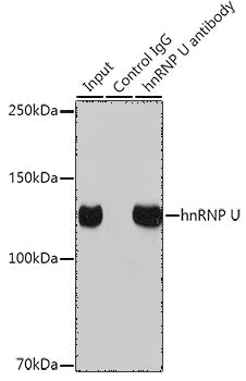 hnRNP U Rabbit mAb