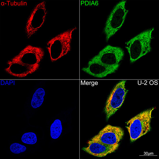PDIA6 Rabbit mAb