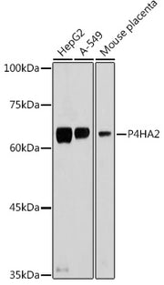 P4HA2 Rabbit pAb