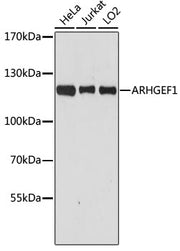[KO Validated] ARHGEF1 Rabbit pAb