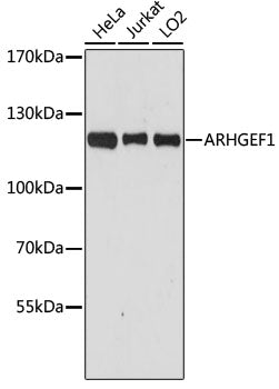 [KO Validated] ARHGEF1 Rabbit pAb