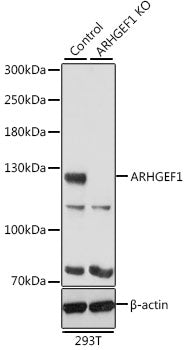 [KO Validated] ARHGEF1 Rabbit pAb