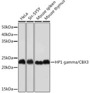 HP1 gamma/CBX3 Rabbit mAb