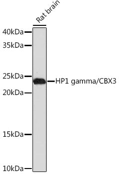 HP1 gamma/CBX3 Rabbit mAb
