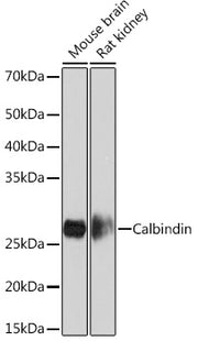 Calbindin Rabbit mAb