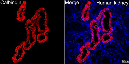 Calbindin Rabbit mAb