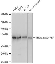 THOC4/ALYREF Rabbit mAb