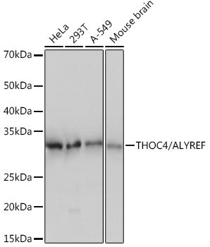 THOC4/ALYREF Rabbit mAb