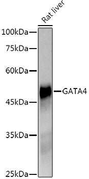 GATA4 Rabbit mAb