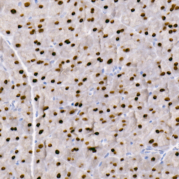 GATA4 Rabbit mAb