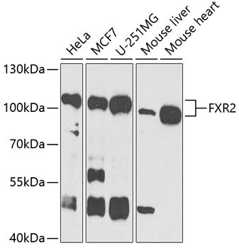 FXR2 Rabbit pAb