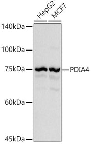 PDIA4 Rabbit pAb