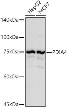 PDIA4 Rabbit pAb