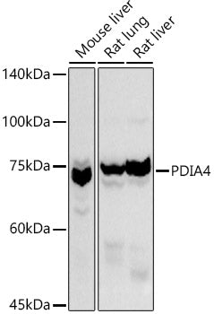 PDIA4 Rabbit pAb