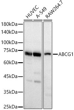 ABCG1 Rabbit pAb