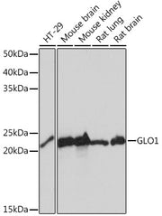 GLO1 Rabbit mAb