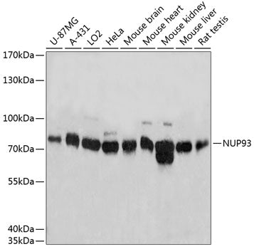 NUP93 Rabbit pAb