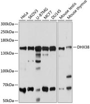 DHX38 Rabbit pAb