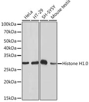 Histone H1.0 Rabbit mAb