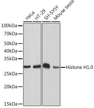 Histone H1.0 Rabbit mAb