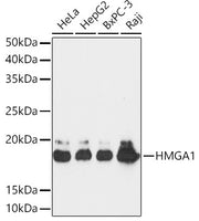 HMGA1 Rabbit mAb