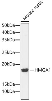 HMGA1 Rabbit mAb