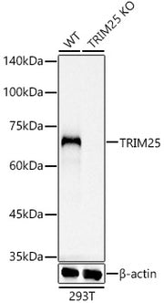[KO Validated] TRIM25 Rabbit mAb