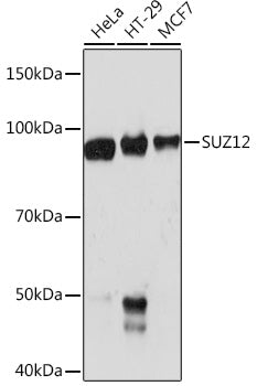 SUZ12 Rabbit mAb