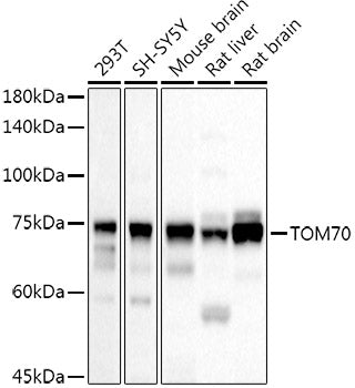TOM70 Rabbit pAb