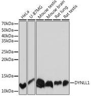 DYNLL1 Rabbit mAb