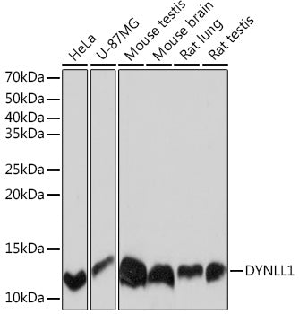 DYNLL1 Rabbit mAb