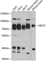 ABCF2 Rabbit pAb