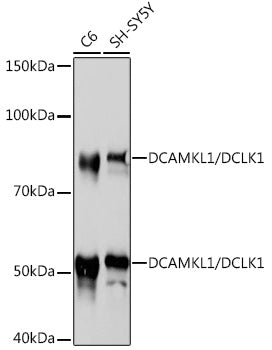 DCAMKL1/DCLK1 Rabbit mAb