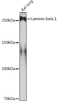 Laminin beta 1 Rabbit mAb
