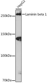 Laminin beta 1 Rabbit mAb