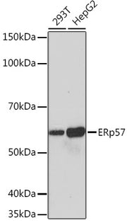 ERp57 Rabbit mAb