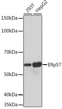 ERp57 Rabbit mAb